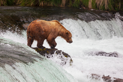 Bear on Alaska: Flow